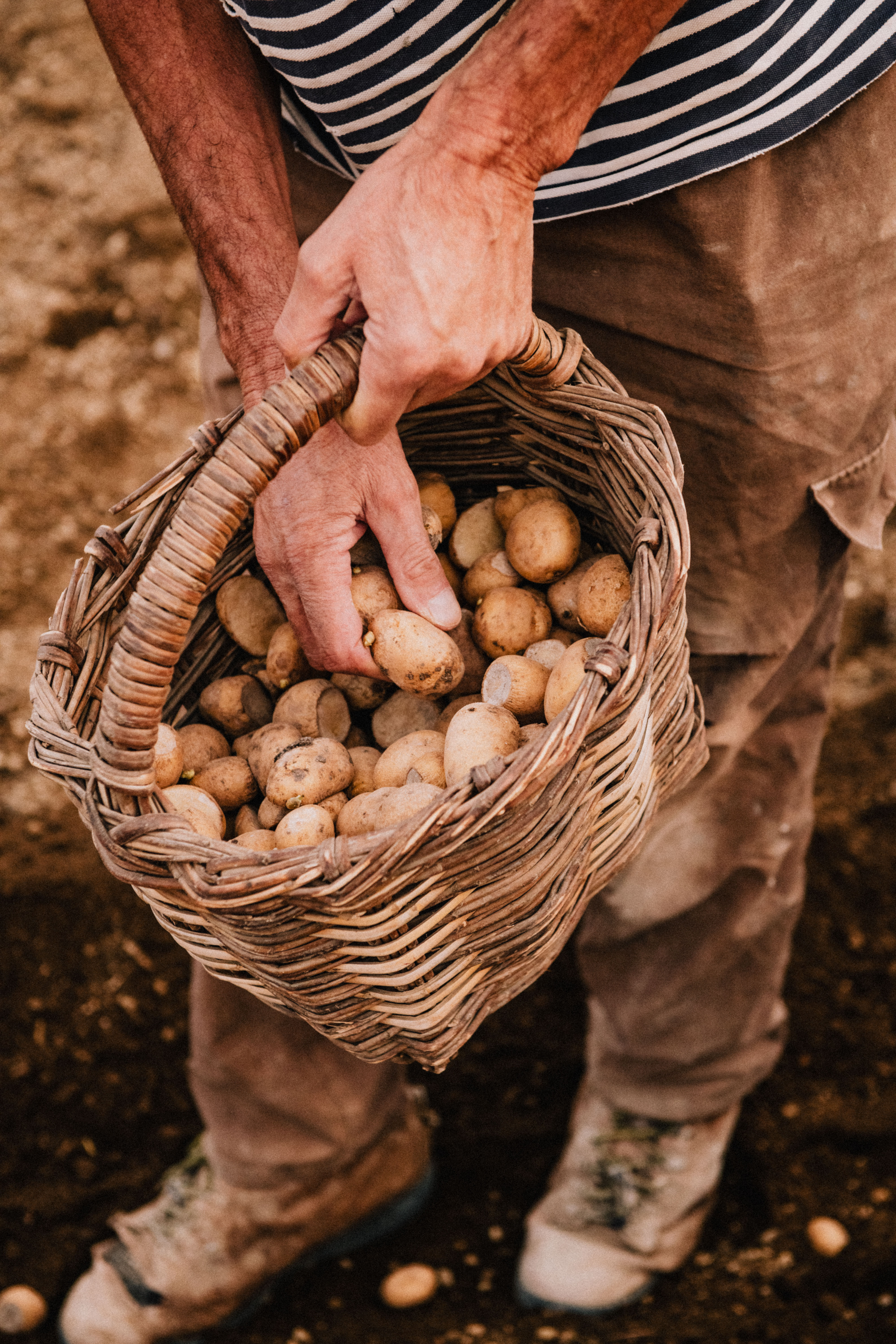 projekt-farm-kartoffeln